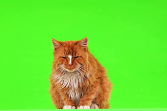 remove backgrounds using frame by frame rotoscoping