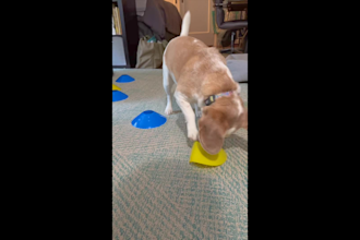 deliver engaging dog ugc videos for pet brands