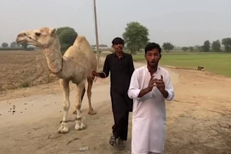wish happy birthday video