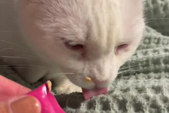create  ugc videos with my tripod, 3 legged white cat