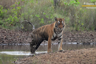 provide professional wildlife and nature photography