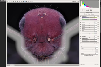 focus stack, stitch your images