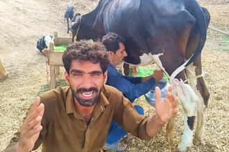 wish african happy birthday video or happy birthday video