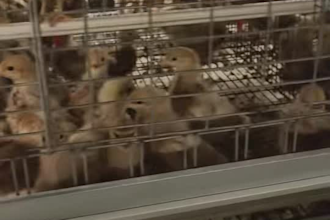 professional poultry farming advice for commercial layer chicken farms