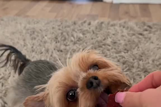 create pet vlogs, ugc video ads for pet product, service and lifestyle brands