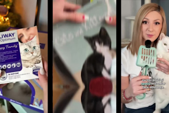 create authentic cat ugc video ads for pet brands