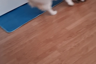 make my puppy eat your custom name in dog food