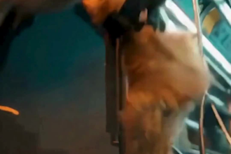 transform your pet or mascot into a cinematic ai action hero