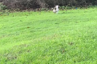 create engaging pet ugc video ads with my dog for tiktok and reels