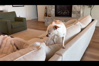 create engaging dog ugc videos for pet brands, ads, and social media