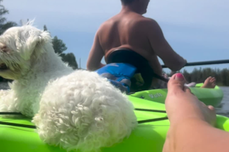 create authentic small dog ugc videos for pet brands