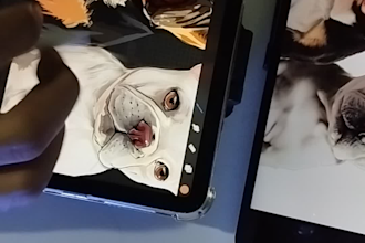 draw amazing abstract pet illustration