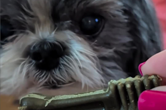 create pet ugc with my dogs for your pet brand