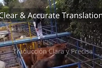 translate beef and cattle industry content