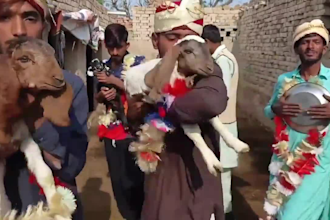 wish happy birthday video or africa happy birthday video
