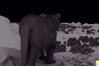 do realistic 3d animal models cgi creature xgen fur and animation compositing