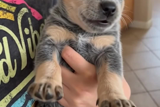 create viral ai pet videos for tiktok instagram reels and facebook