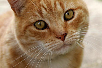turn your pet photo into a beautiful memorial portrait