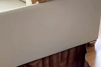 do funny animals shorts videos youtube