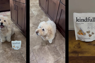 create engaging pet ugc videos for your brand or products