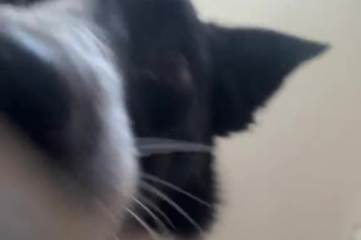 create viral pet ugc video ads for tiktok reels and amazon product marketing