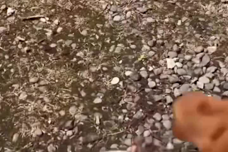 create high quality pet content
