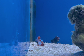 teach you everything you need to know to start an any type of aquarium