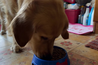 create dog ugc videos for your pet brand and pet products