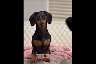 ai talking animal ai podcast talking dog talking cat video lip sync veo3 sora 2