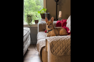 be your mature ugc creator for your pet brand