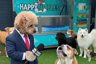 create ai  talking animal video,dog talk cat video story for brand or product