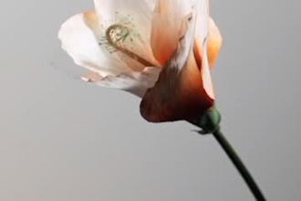 create realistic 3d flower animation 3d plant animation