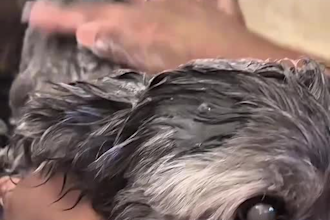 create authentic pet ugc videos for your brand