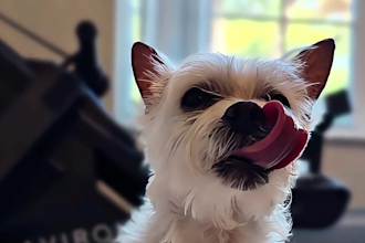 create ugc dog content for tiktok or social media video ads
