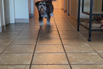 create authentic dog ugc videos for your pet brand