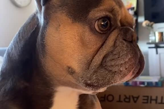 create pet ugc videos using my frenchy dog