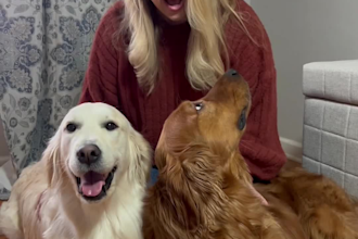 create pet ugc videos for your product or service