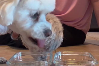 create engaging pet ugc videos with my dogs or cat