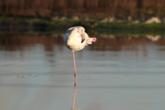 write professional wildlife photography articles
