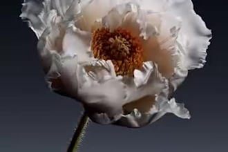 create a realistic cinematic 3d flower animation for branding and product