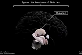 create anatomy, medical, and scientific illustrations, diagram