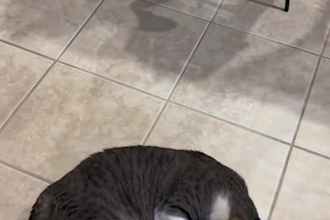 create ugc pet videos for your products or service