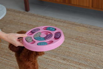 make high quality dog product ads for amazon, etsy, shopify