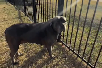 create pet ugc videos, large dog ugc creator for social media