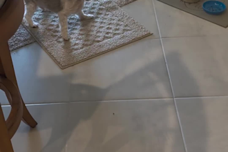 mature female and small dogs will create pet ugc video