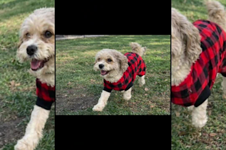 make cute and converting pet ugc content