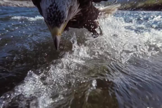 create ai animal shorts videos for youtube automation