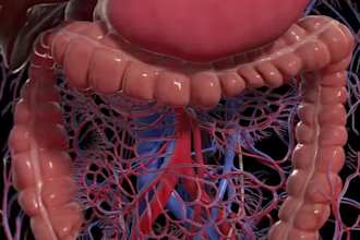 create 3d anatomy animation for medical e learning  and online courses