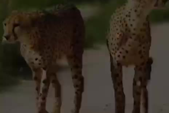 be your local tanzania and zanzibar  travel advisor