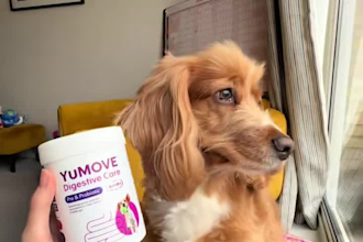 create pet ugc videos for your dog product or brand